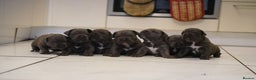 Cane Corso dogs for sale: Ready to leave blue cane corso puppies - Advert 1