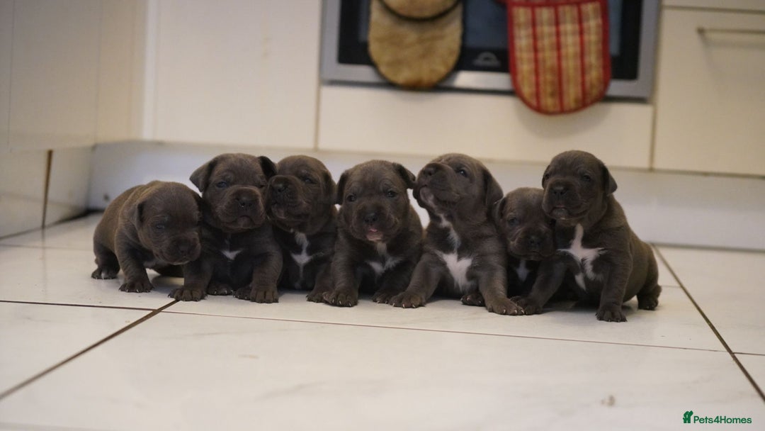 Cane Corso dogs for sale: 6 week old blue cane corso puppies  - Image 1