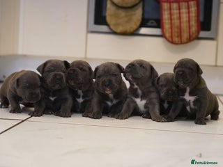 Cane Corso dogs - Advert 1