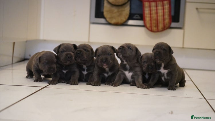 Cane Corso dogs - Advert 1