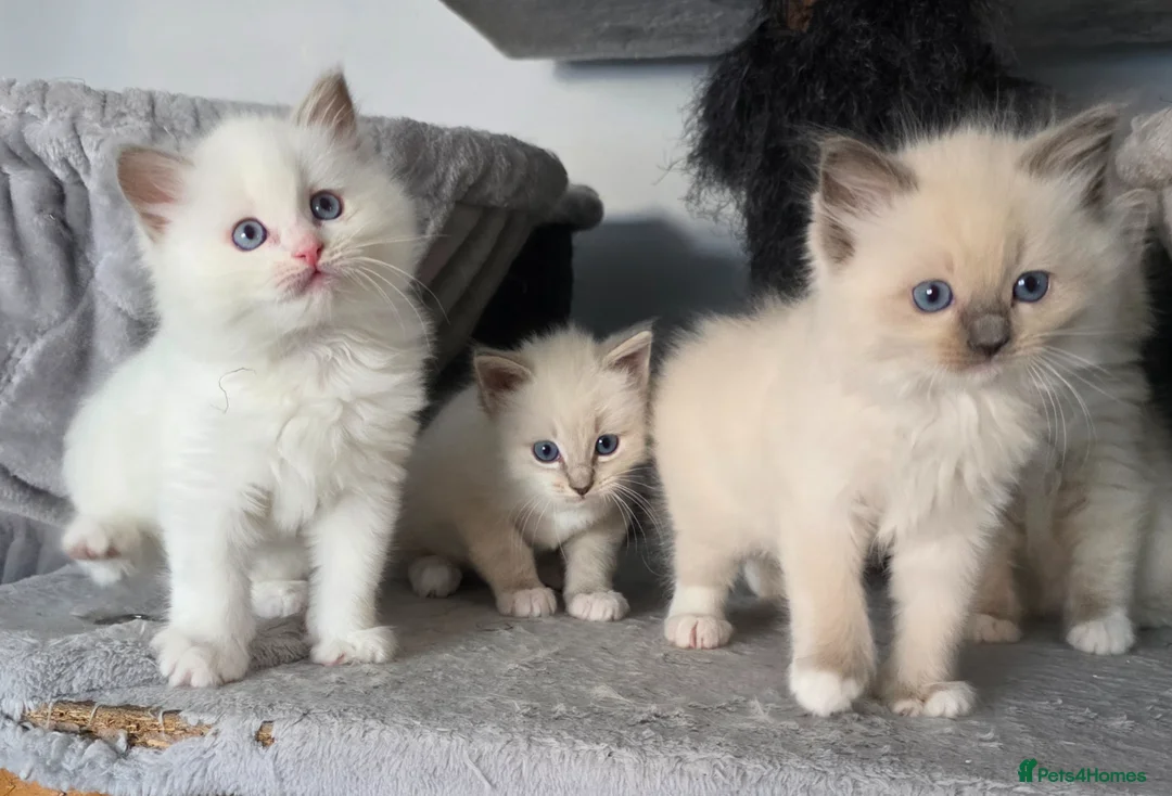 Ragdoll cats for sale: GCCF REGISTERED RAGDOLL KITTENS  - Advert 2