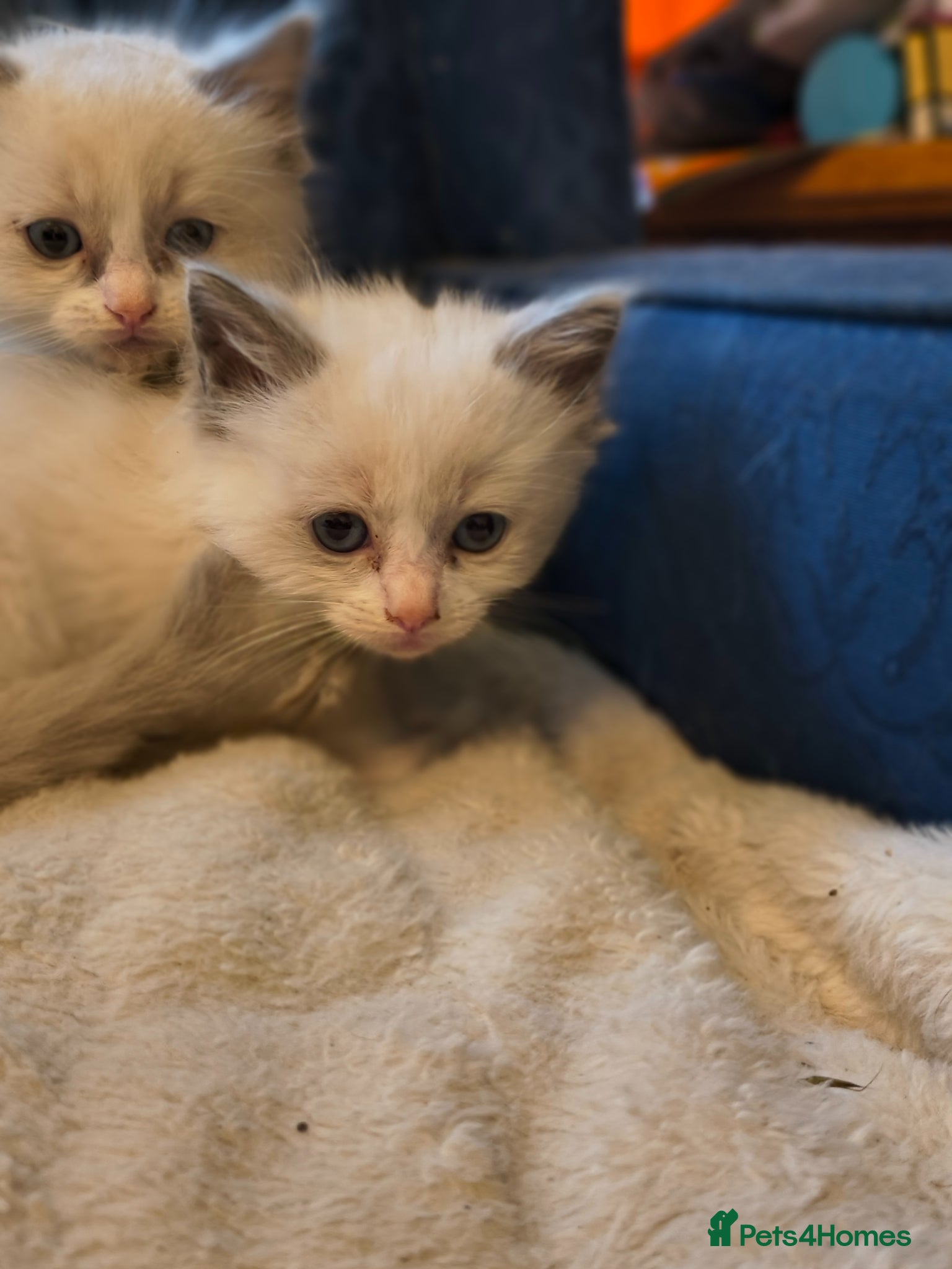 Ragdoll cats for sale: Blue mitted Ragdoll kittens - Advert 14