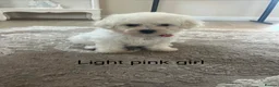 Bichon Frise dogs for sale: Bichon frise  - Advert 18