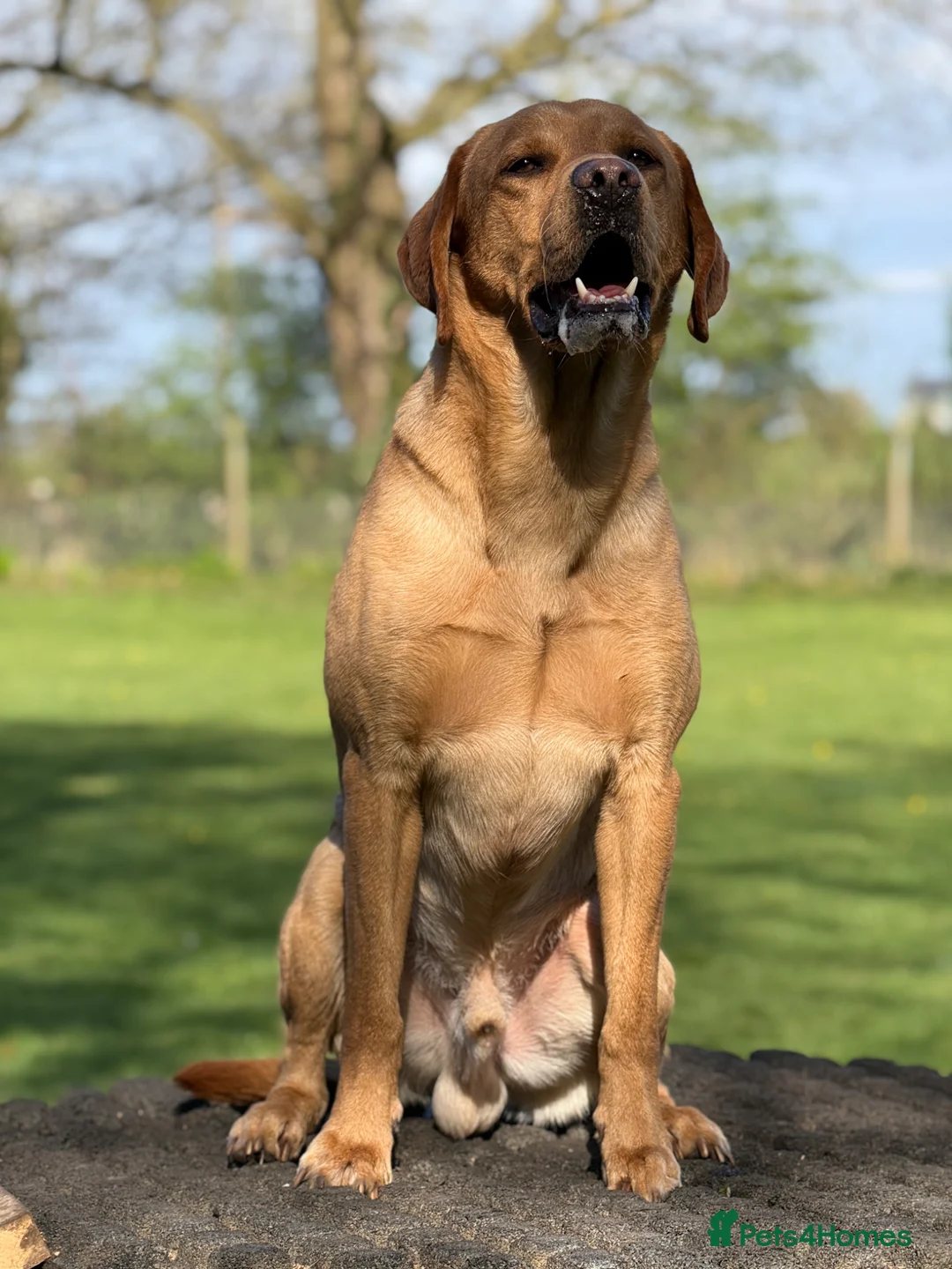 Labrador Retriever dogs for stud: Labrador for stud  - Advert 2