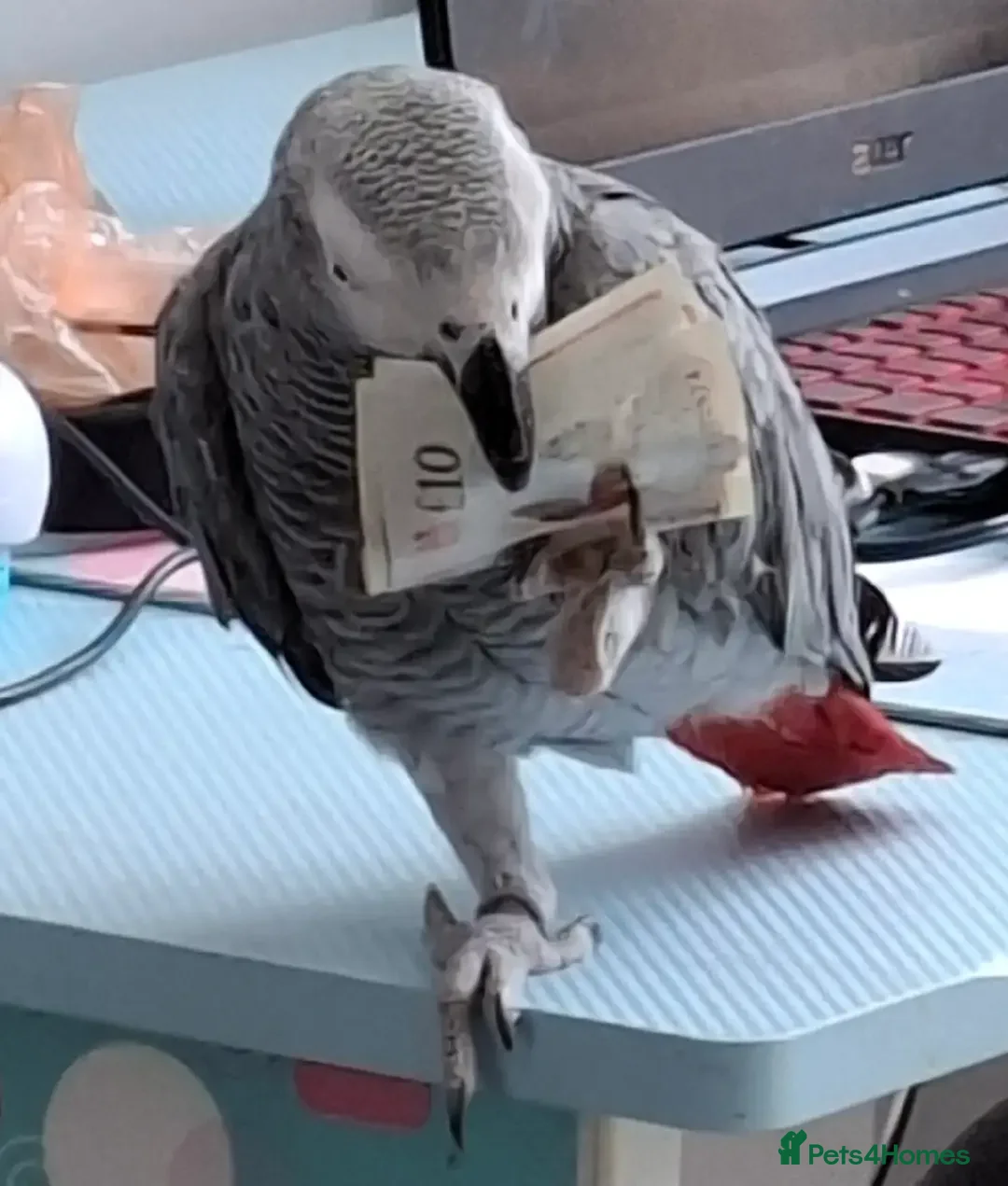 Parrots birds for sale: 2 year old African Grey - Advert 4