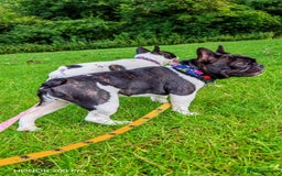French Bulldog dogs for sale: French Bulldog Perfect BLOODLINE  - Image 26
