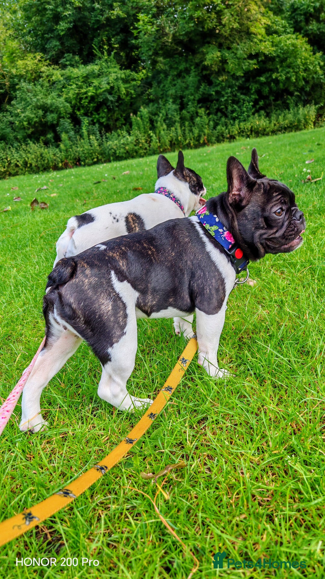 French Bulldog dogs for sale: French Bulldog Perfect BLOODLINE  - Image 26