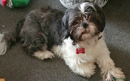 Shih Tzu dogs for sale: Cooper - Image 2