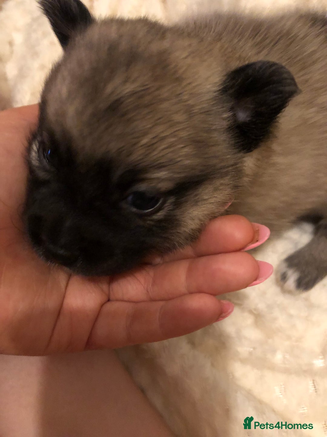 Pomchi dogs for sale: Meet dollys Beautiful pomchi puppies  - Image 8