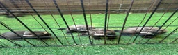 Ferret rodents for sale: Baby Ferret - Advert 10