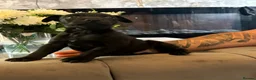 Patterdale Terrier dogs for sale: Beautiful patterdale  - Advert 8