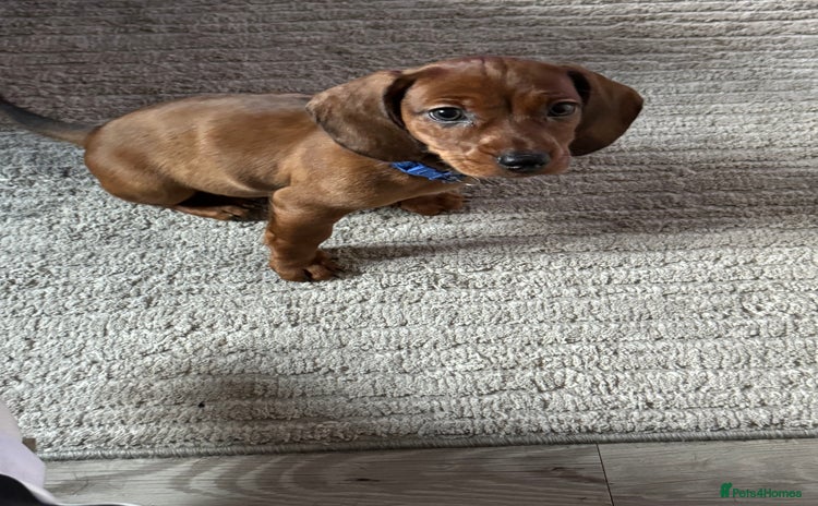 Miniature Dachshund dogs - Advert 2