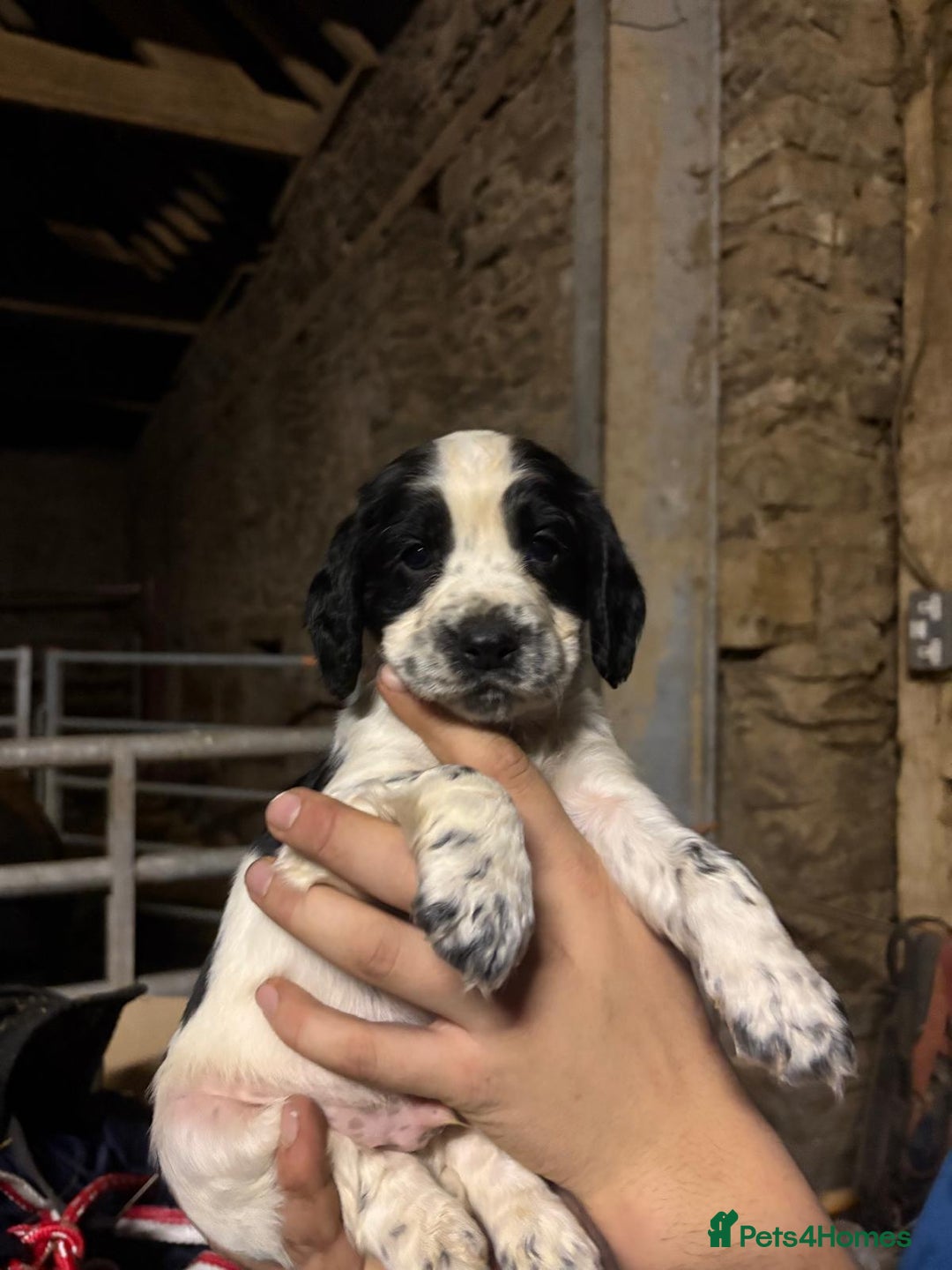 Cocker Spaniel dogs for sale: Working cocker spaniel puppy’s  - Advert 2