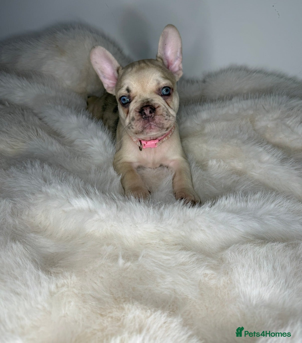 French Bulldog dogs 🐾READY TO GO🐾 - Advert 5