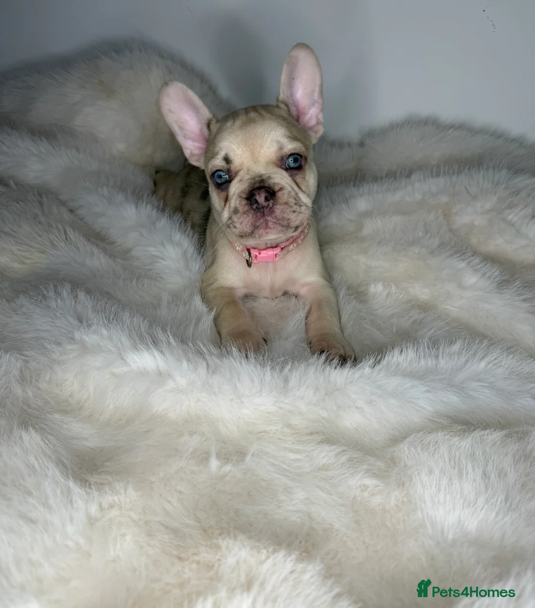French Bulldog dogs for sale: 🐾READY TO GO🐾 - Advert 1