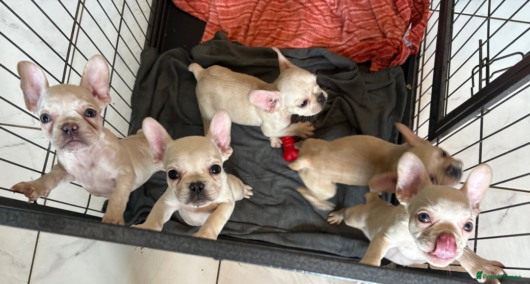 French Bulldog dogs for sale: 5 French bulldogs puppies ready to leave  - Image 6