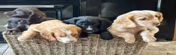 Cocker Spaniel dogs for sale: 🐾 Beautiful Working RKC Cocker Spaniel Puppies🐾 - Advert 11