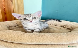 Ocicat cats for sale: Two delightful Blue Ocicat girls - Image 1