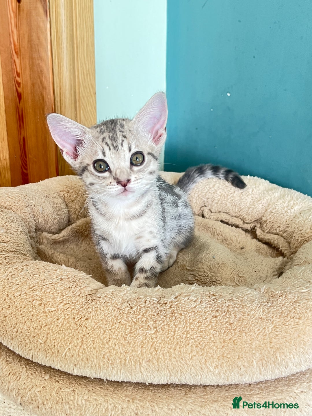 Ocicat cats for sale: Two delightful Blue Ocicat girls - Image 1