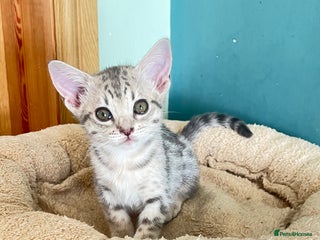 Ocicat cats - Advert 2