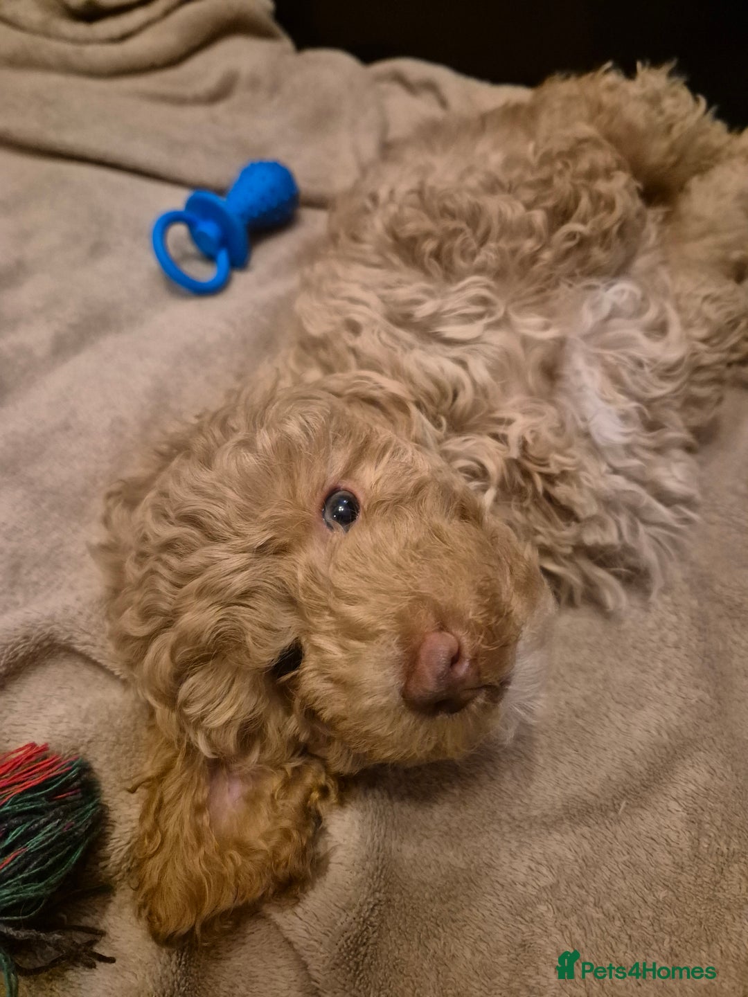 Labradoodle dogs for sale: Stunning F3 miniature labradoodles!  - Advert 6