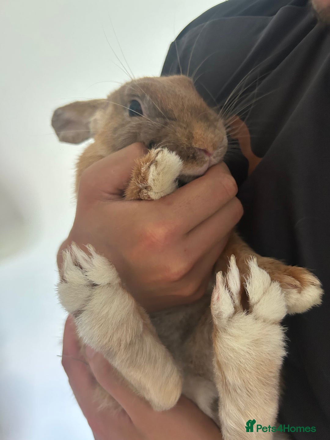 Mixed Breed rabbits for sale: Extremely loving and friendly rabbit - Image 2
