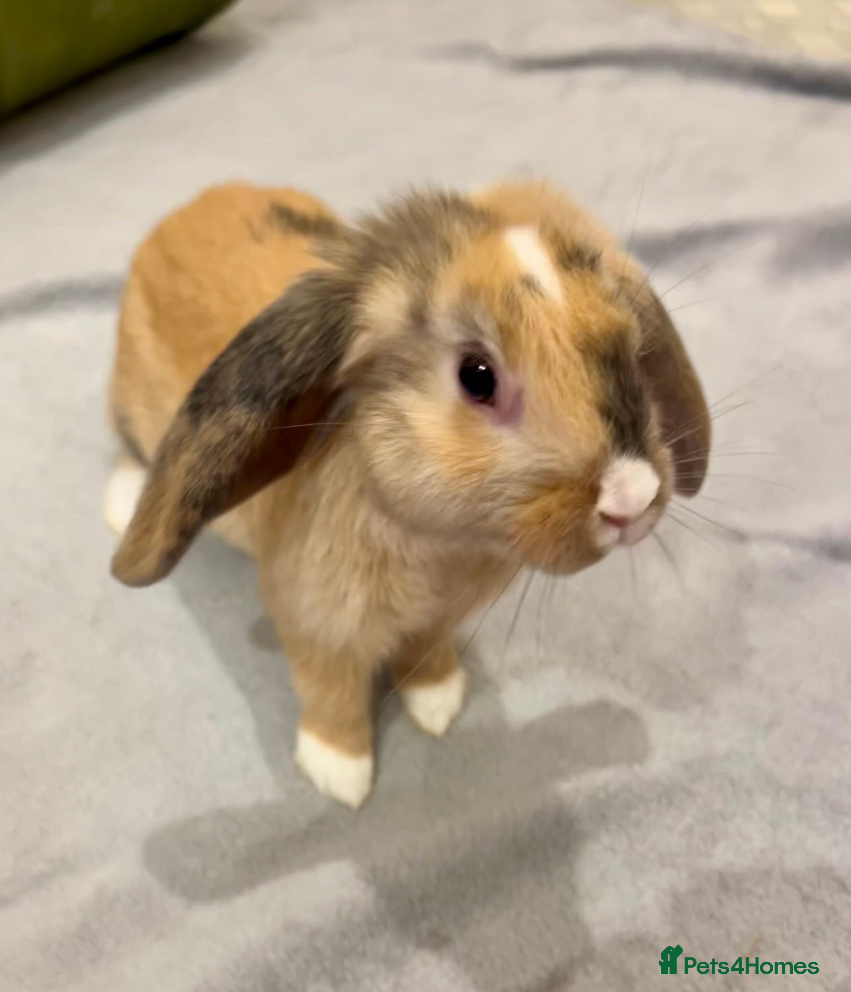 Mixed Breed rabbits Handsome male lop bunny - 13 weeks old  - Advert 1