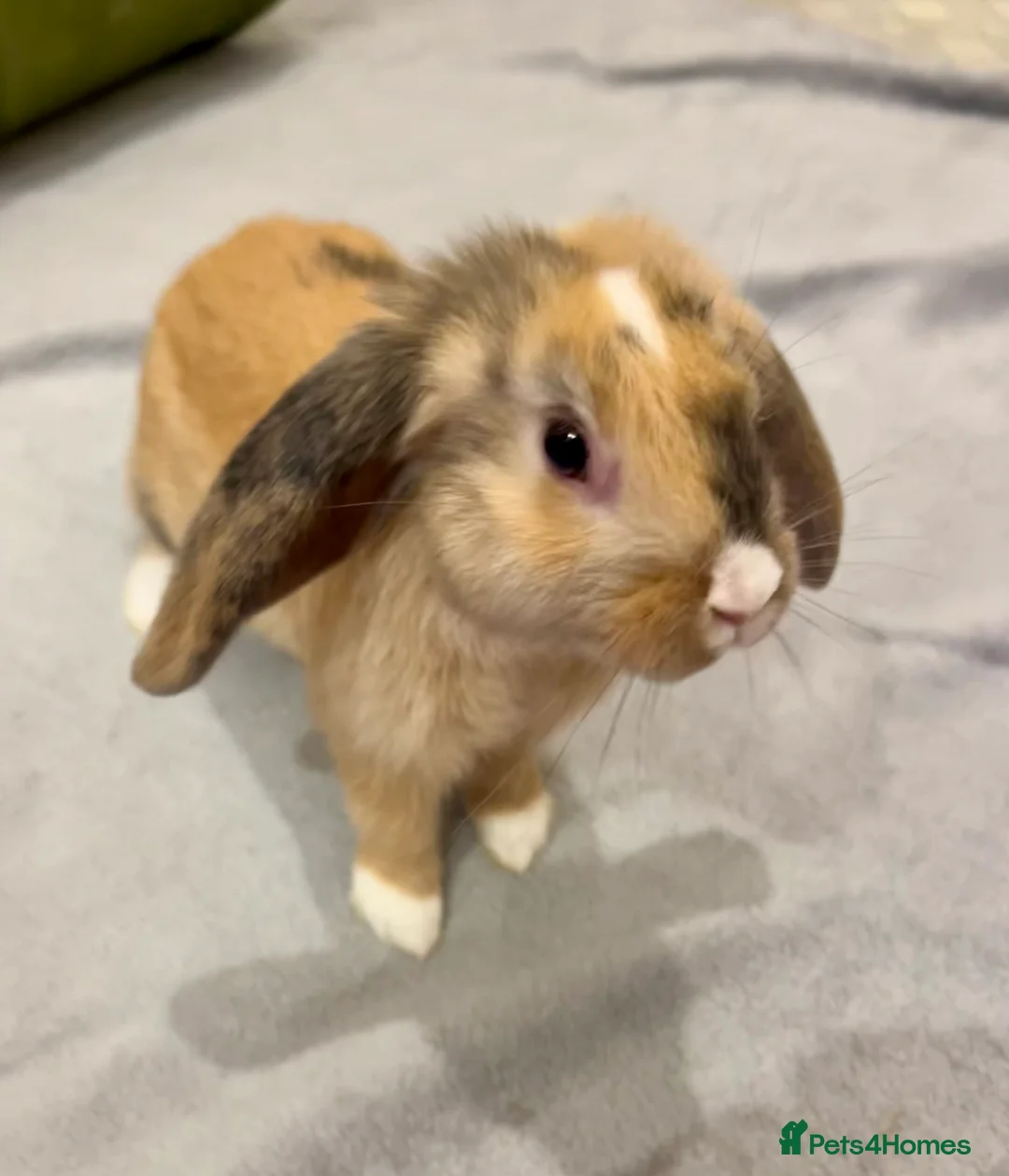 Mixed Breed rabbits for sale: Handsome male lop bunny - 13 weeks old  - Advert 1