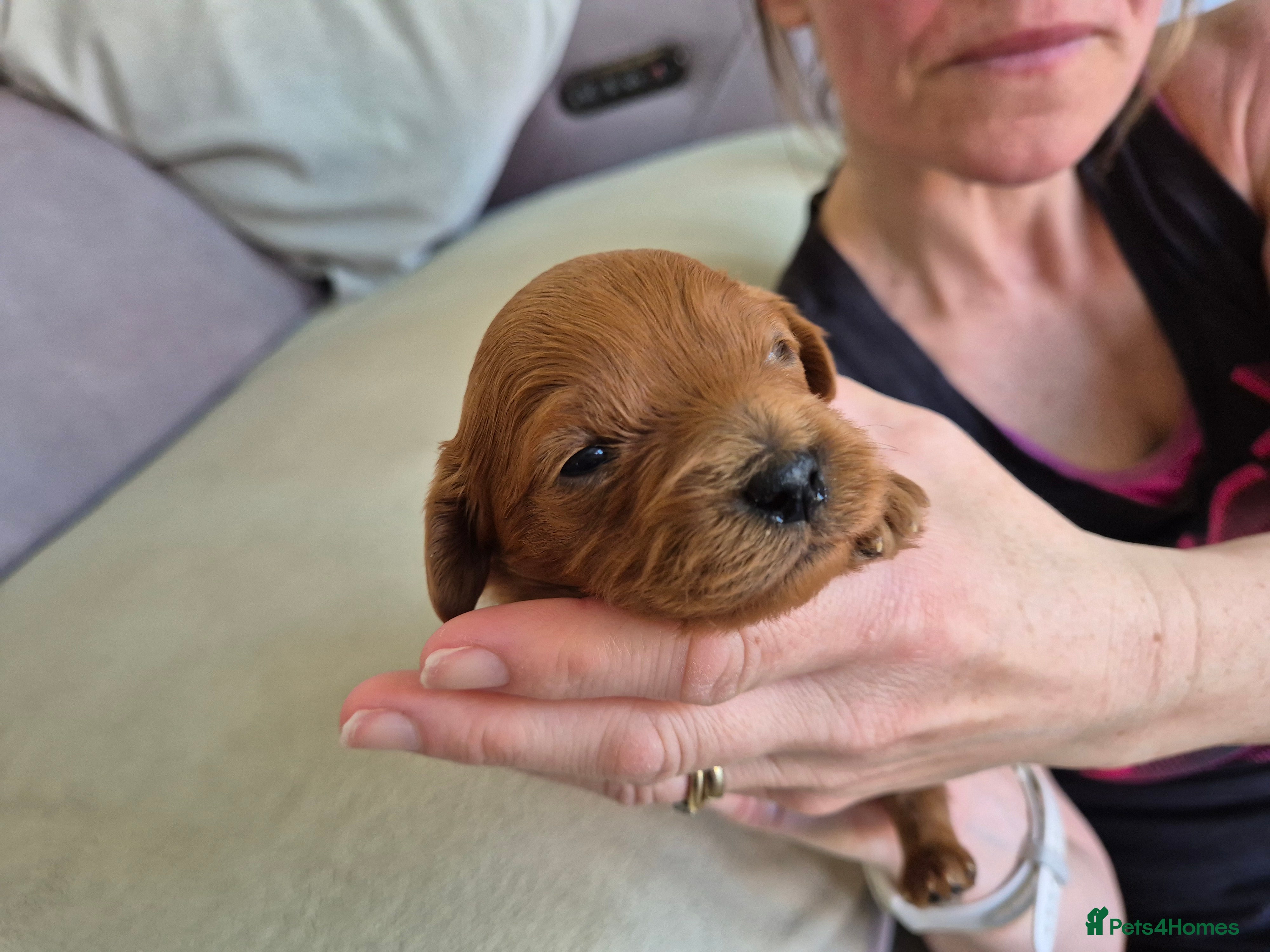 Cavapoo dogs for sale: Cavapoo puppies-deposits taken on all 3 - Advert 6