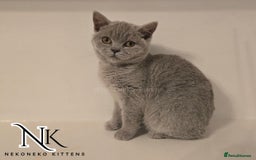 British Shorthair cats for sale: GORGEOUS GCCF REG TEDDYS 🐻🧸 READY TO LEAVE ❗️❗️ - Image 28