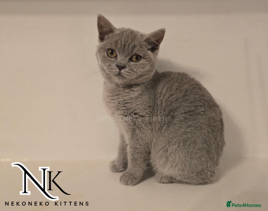 British Shorthair cats for sale: GORGEOUS GCCF REG TEDDYS 🐻🧸 READY TO LEAVE ❗️❗️ - Image 28