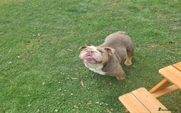 English Bulldog dogs for sale: Lilac and Tan English bulldog  - Image 9