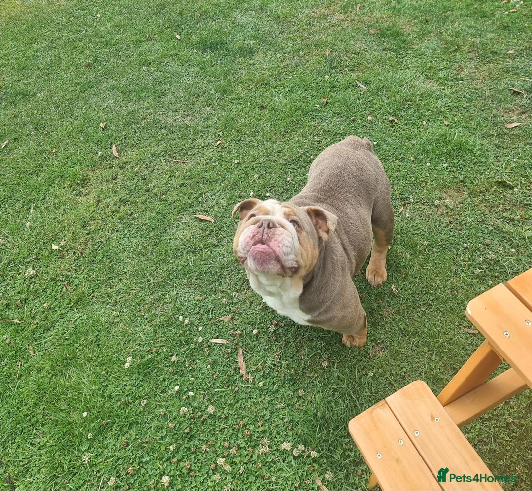 English Bulldog dogs for sale: Lilac and Tan English bulldog  - Image 9
