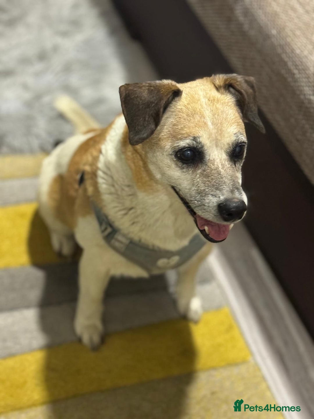 Mixed Breed dogs for adoption: Sweetheart Folti needs her home - Advert 8