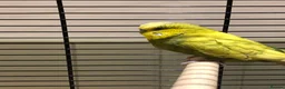 Budgerigars birds for sale: Pair of budgies Male and Female - Advert 2