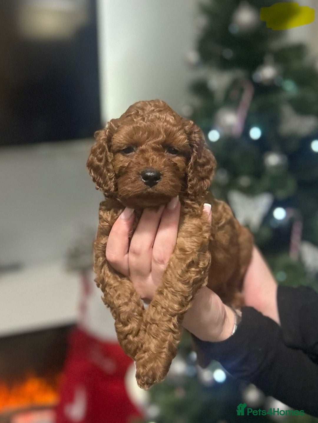 Cavapoo dogs for sale: TOY RED CAVAPOO PUPPIES  - Advert 14
