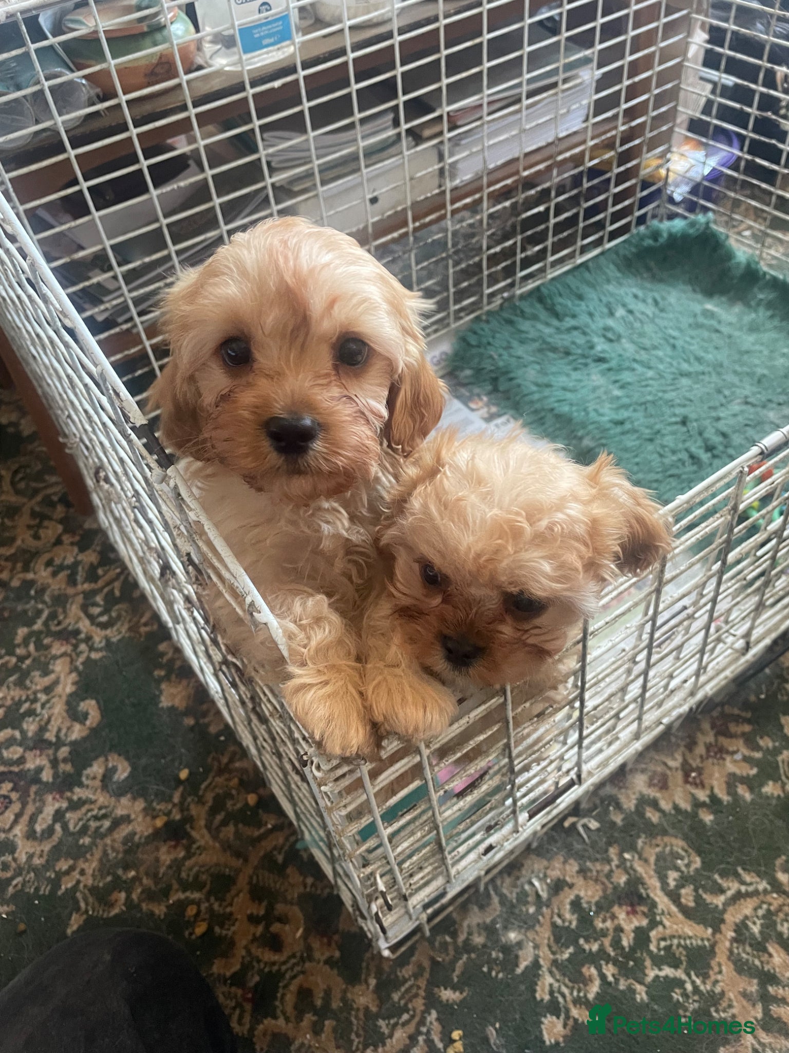 Cavapoo dogs for sale: Cavapoo puppies - Advert 7