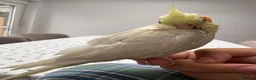 Cockatiels birds for sale: 9 Week Hand tamed female baby cockatiel dna tested in London - Advert 9