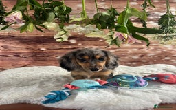 Dachshund dogs for sale: Tiny dachshund ready now! - Image 4