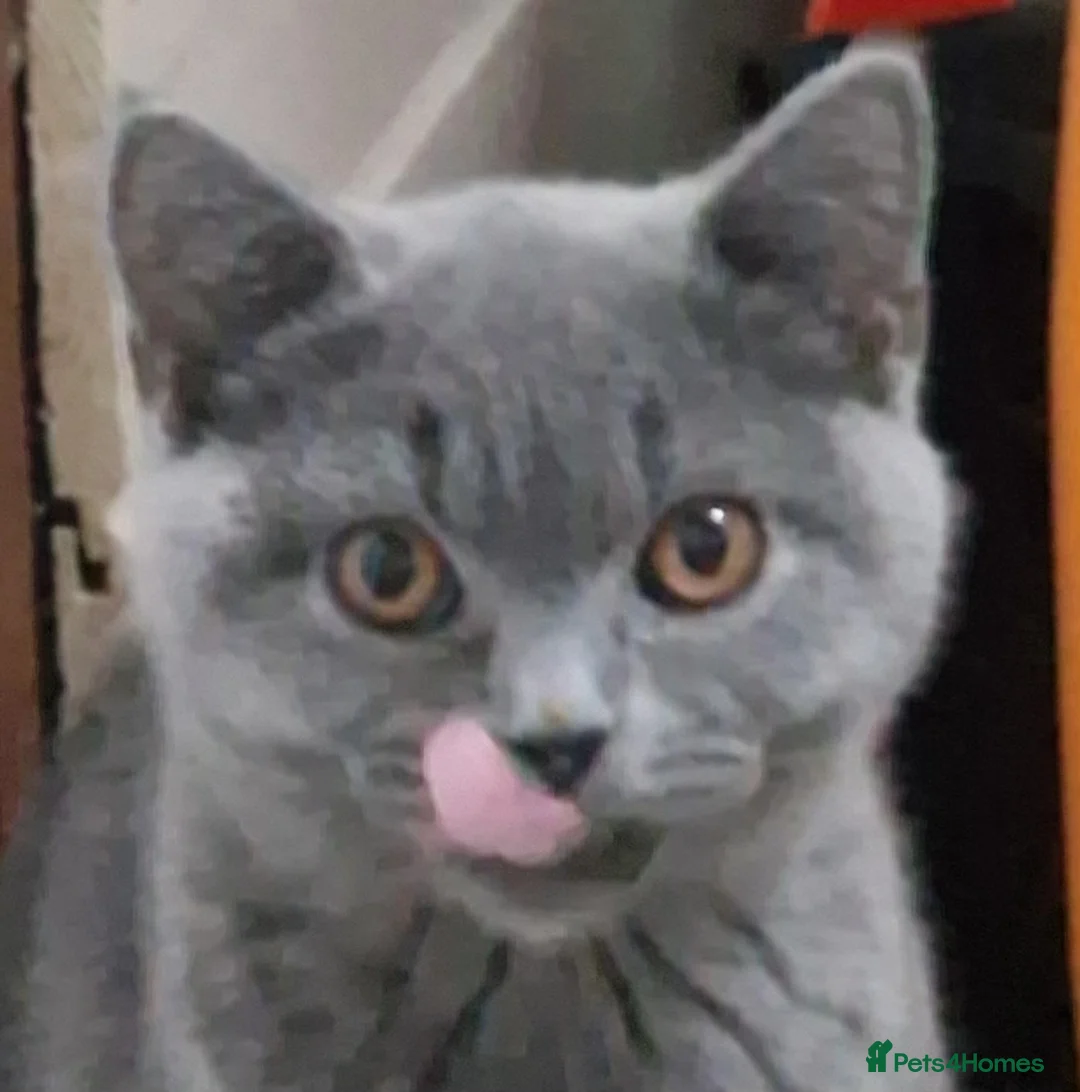 British Shorthair cats for sale: Gorgeous litter British Shorthair kittens  - Advert 7