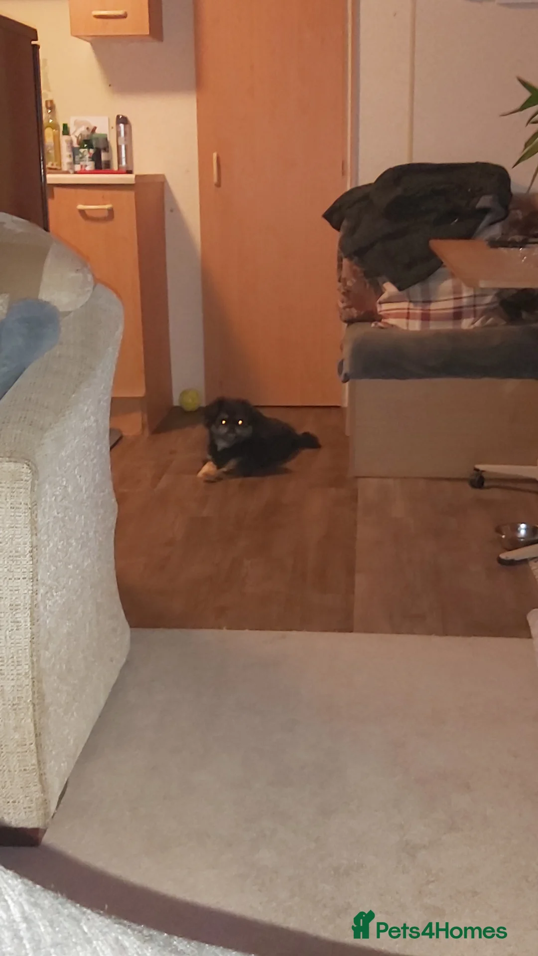 Mixed Breed dogs for sale: Male  pomeranian x - Advert 2