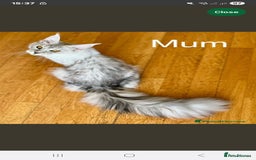 Maine Coon cats for sale:  high Silver smoke maine coon  - Image 11