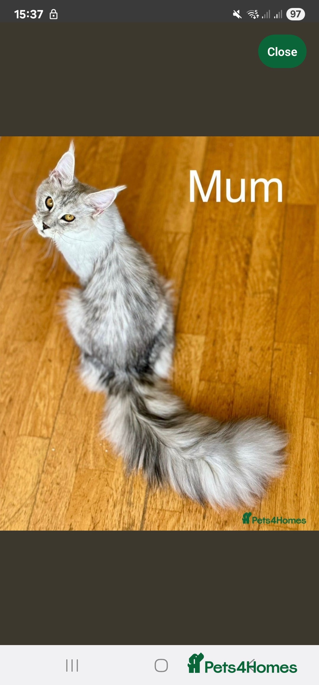 Maine Coon cats for sale:  high Silver smoke maine coon  - Image 11