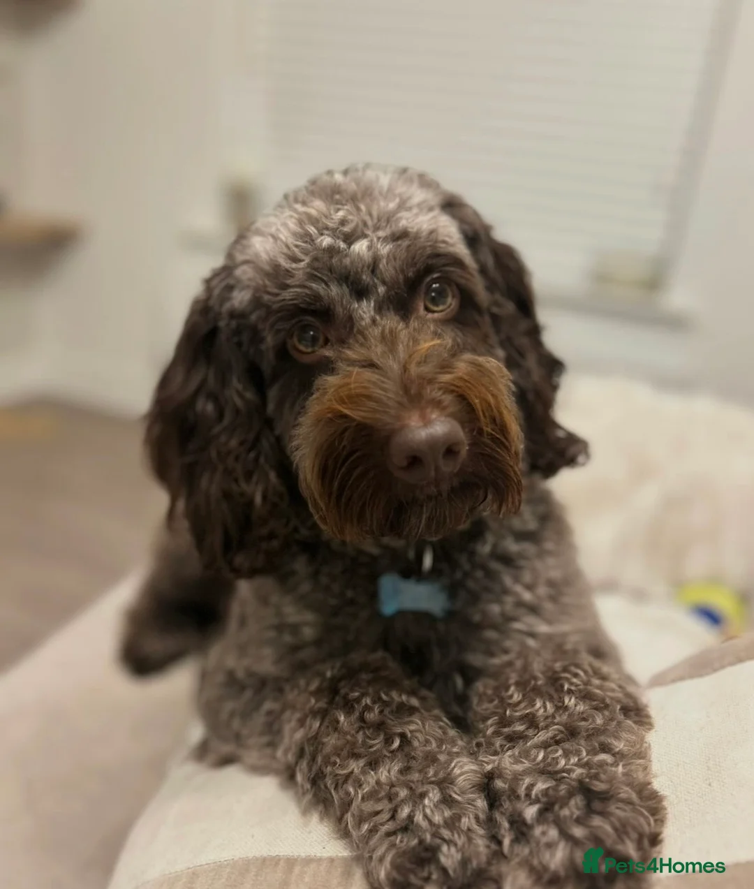 Cockapoo dogs for sale: 4 year old male cockapoo for adoption ❤️ - Advert 2