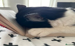 Domestic Shorthair cats for sale: Playful, three year old boy cat - Image 6
