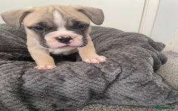 Mixed Breed dogs for sale: English bulldog French bulldog mix  - Image 10