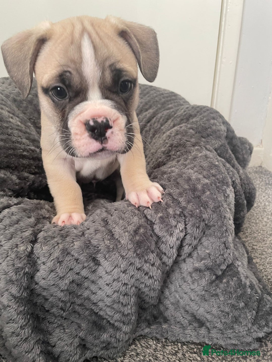 Mixed Breed dogs for sale: English bulldog French bulldog mix  - Image 10