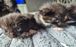 British Shorthair cats for sale: Adorable kittens for sale - Image 5
