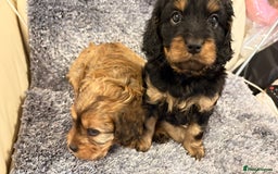 Cavapoo dogs for sale: Gorgeous phantom puppies - Image 13