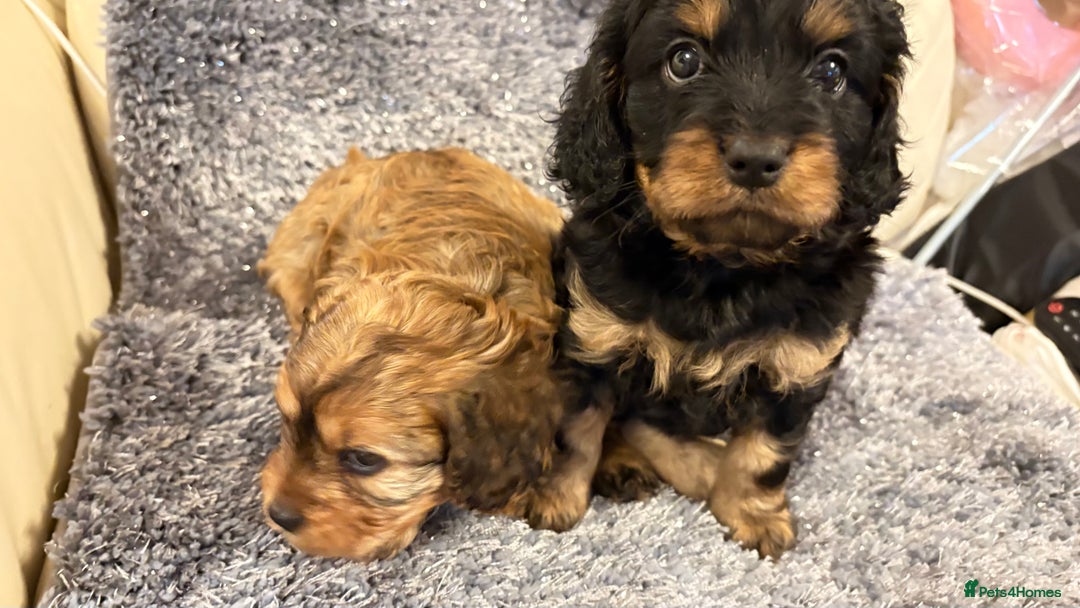 Cavapoo dogs for sale: Gorgeous phantom puppies - Image 13